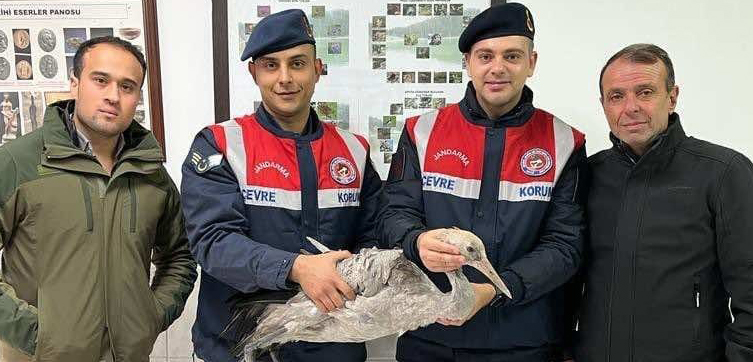 ARTVİN'İN BORÇKA İLÇESİNDE JANDARMA EKİPLERİNCE YARALI BULUNAN TURNA KUŞU TEDAVİ ALTINA ALINDI