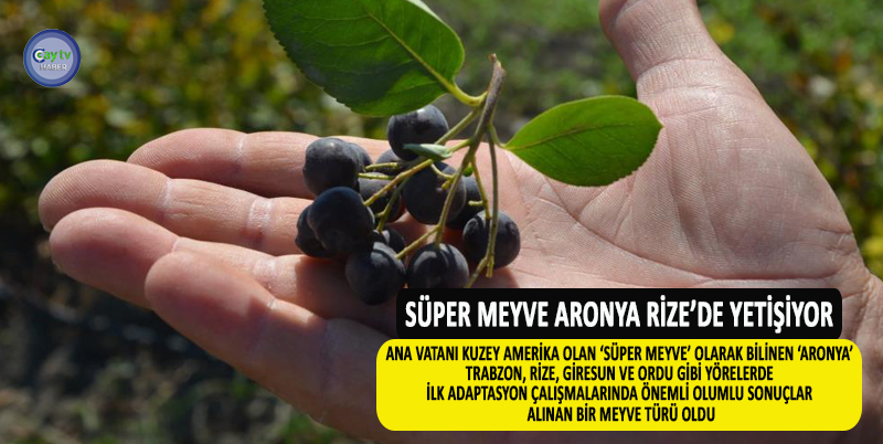 ANA VATANI KUZEY AMERİKA OLAN ‘SÜPER MEYVE’ OLARAK BİLİNEN ‘ARONYA’ TRABZON, RİZE, GİRESUN VE ORDU GİBİ YÖRELERDE İLK ADAPTASYON ÇALIŞMALARINDA ÖNEMLİ OLUMLU SONUÇLAR ALINAN BİR MEYVE TÜRÜ OLDU