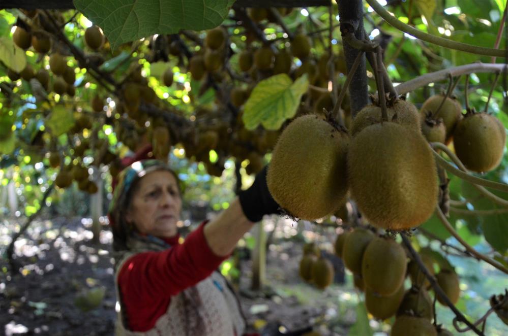 TÜRKİYE'DE FINDIKTAN SONRA EN FAZLA KİVİ ÜRETİMİNİN GERÇEKLEŞTİRİLDİĞİ DOĞU KARADENİZ BÖLGESİ'NİN BAZI İLLERİNDE VE ORDU'DA HASAT BAŞLADI