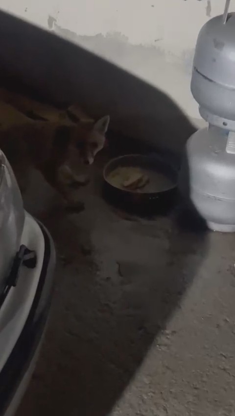 GÜMÜŞHANE MESCİTLİ KÖYÜNDE YAŞAYAN MUAMMER ŞAHİN, KÖPEĞİNİN KAYBOLMASININ ARDINDAN ONUN YERİNE EVİNE GELEN TİLKİYİ BESLEMEYE BAŞLADI