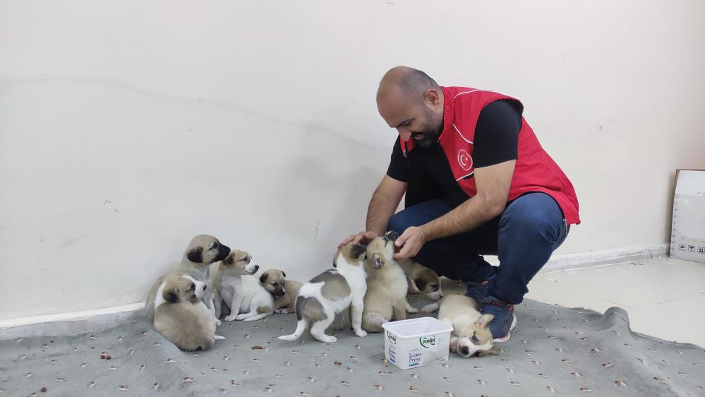 ARTVİN’İN ŞAVŞAT İLÇESİNDE ANNELERİNE ARABANIN ÇARPTIĞI 8 YAVRU KÖPEĞE İLÇE GENÇLİK SPOR MÜDÜRLÜĞÜ ÇALIŞANLARI SAHİP ÇIKTI