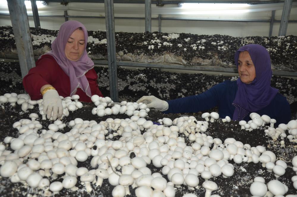 ORDU'NUN FATSA İLÇESİNDE YAKLAŞIK 11 SENE ÖZEL SEKTÖRDE ÇALIŞIP DAHA SONRASINDA DA TARIM VE KIRSAL KALKINMAYI DESTEKLEME KURUMU'NDAN HİBE ALARAK MANTAR YETİŞTİRİCİLİĞİNE BAŞLAYAN GİRİŞİMCİ KADIN, TALEPLERE YETİŞEMİ