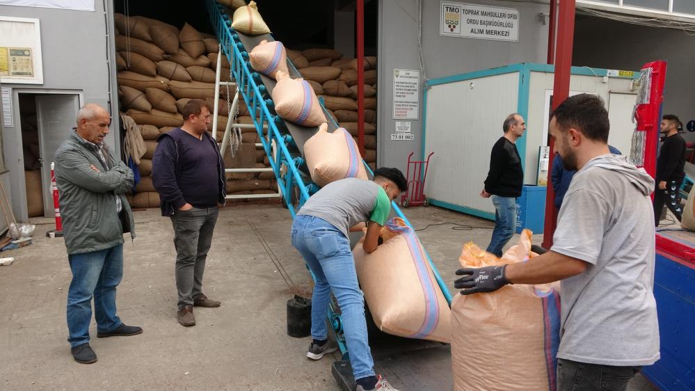 TOPRAK MAHSULLERİ OFİSİ'NİN (TMO) ORDU'DA FINDIK ALIMLARINI 31 ARALIK 2022 TARİHİNE KADAR SÜRDÜRECEĞİ, BU TARİHE KADAR RANDEVULARIN DA AÇIK OLACAĞI BİLDİRİLDİ