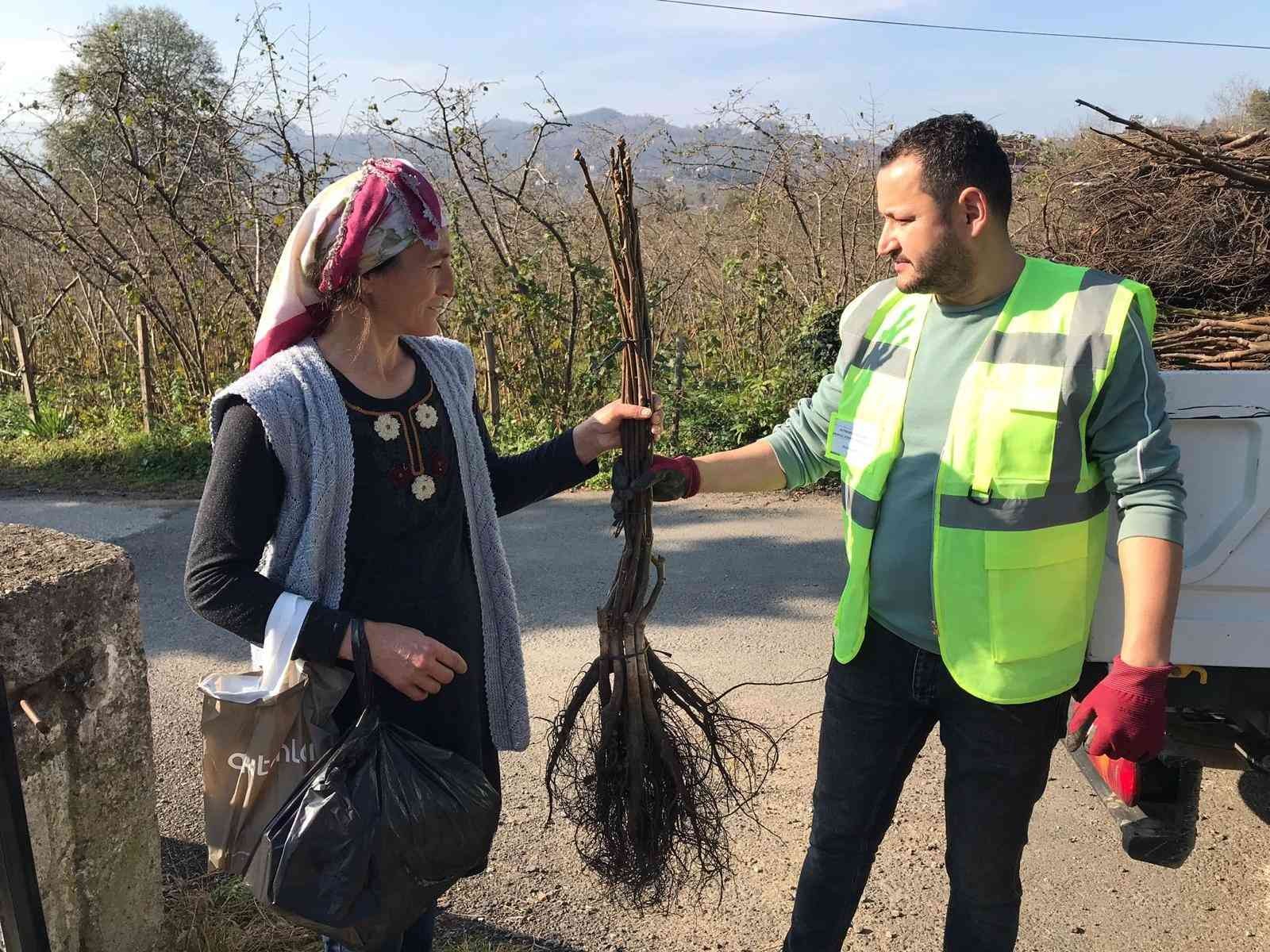 ORDU'NUN ALTINORDU BELEDİYESİ TARAFINDAN ÜRETİCİLERE 100 BİN ADET CEVİZ FİDANI DAĞITIMINA BAŞLANDI