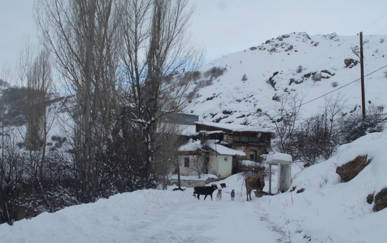 KURAKLIĞIN İYİCE HİSSEDİLDİĞİ BAYBURT KENT MERKEZİNE ARALIK AYINA GELİNMESİNE RAĞMEN KAR DÜŞMEZKEN AYDINTEPE İLÇESİNE BAĞLI TRABZON SINIRINDA BULUNAN YAYLALAR DA KAR YAĞIŞI ZEMİNİ BEYAZA BÜRÜDÜ