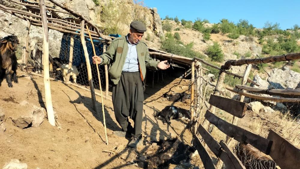 OSMANİYE'DE BİR AĞILA GİREN SOKAK KÖPEKLERİ, 9 KÜÇÜKBAŞ HAYVANI TELEF ETTİ, 4'ÜNÜ YARALADI