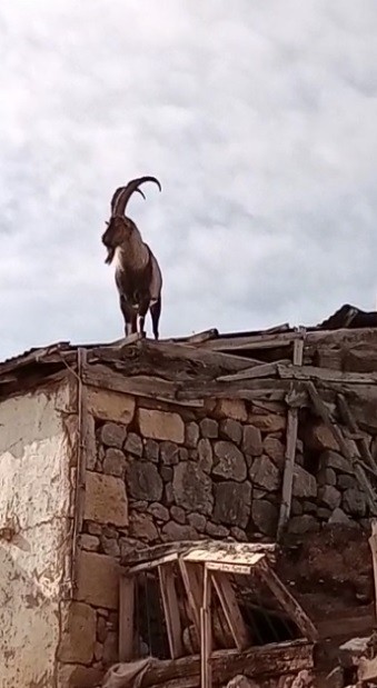 KÖPEKLERDEN KAÇAN DAĞ KEÇİSİ EVİN DAMINA ÇIKTI. Bayburt'ta köpeklerden kaçarken bir evin damına çıkan yaralı dağ keçisi tedavi altına alındı.