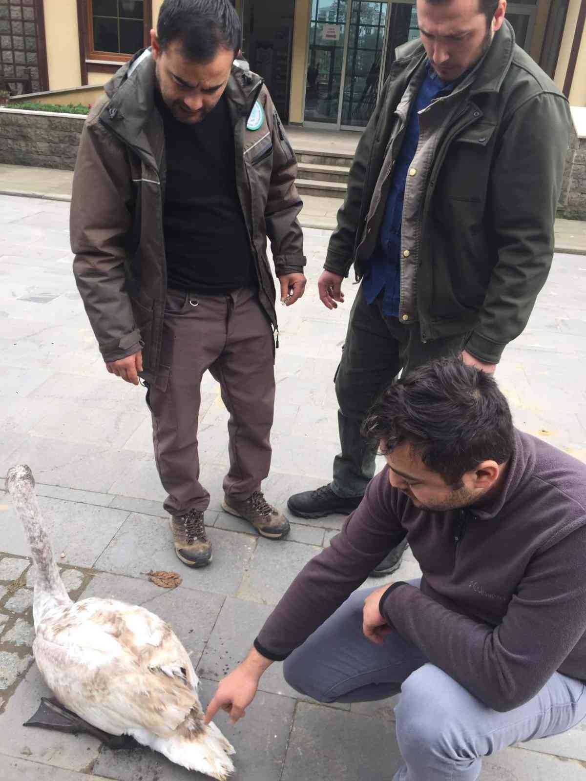 ARTVİN'İN ARHAVİ İLÇESİNDE DERE KENARINDA YARALI HALDE BULUNAN KUĞU DOĞA KORUMA VE MİLLİ PARKLAR İL MÜDÜRLÜĞÜ GÖREVLİLERİNE TESLİM EDİLDİ