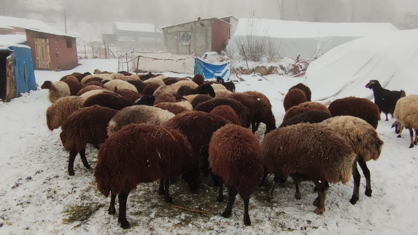 MEVSİM NORMALLERİNİN ÜZERİNDE BİR HAVA SICAKLIĞININ YAŞANDIĞI ERZURUM VE İLÇELERİNDE BUGÜN İTİBARİYLE NİHAYET KAR YAĞIŞI BAŞLADI