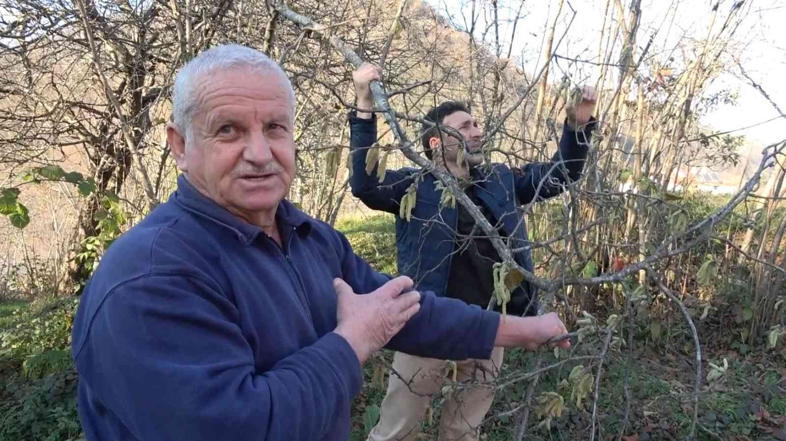 FINDIKTA KORKUTAN TEHLİKE. KIŞ MEVSİMİ ORTASINDA YAŞANAN YALANCI BAHARLA FINDIK PÜSKÜLLERİNİN AÇTIĞI GÖRÜLÜRKEN, FINDIK ÜRETİCİLERİ ZİRAİ DON ENDİŞESİ YAŞIYOR