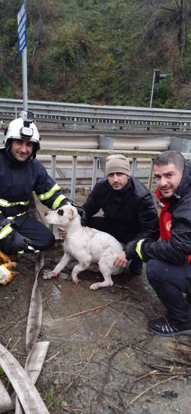 ARTVİN'İN HOPA İLÇESİNDE DEREYE DÜŞEN KÖPEĞİ İTFAİYE EKİPLERİ KURTARDI
