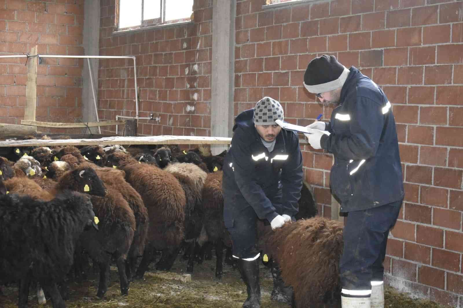 BAYBURT'TA DEVAM EDEN "KÖYÜMDE YAŞAMAK İÇİN BİR SÜRÜ NEDENİM VAR PROJESİ" ÇERÇEVESİNDE ÇİFTÇİLERE KOYUNLARI TESLİM EDİLMEYE DEVAM EDİYOR