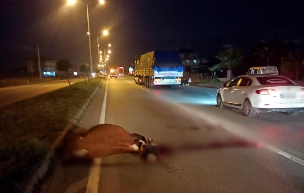 SAMSUN'UN ÇARŞAMBA İLÇESİNDE KARAYOLUNDA BAŞIBOŞ GEZEN 2 İNEĞE SUV TİPİ OTOMOBİL ÇARPTI. OTOMOBİLDEKİLER KAZAYI YARA ALMADAN ATLATIRKEN, İNEKLERDEN BİRİ TELEF OLDU, BİRİNİN DE AYAKLARI KIRILDI