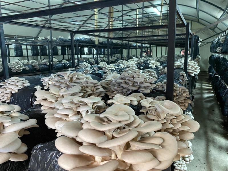 ORDU İL TARIM VE ORMAN MÜDÜRÜ KEMAL YILMAZ, MANTAR ÜRETİM TESİSLERİNİN 2023 YILINDA 31'E YÜKSELDİĞİNİ BELİRTEREK, "TOPLAM 4 BİN 400 METREKARE OLAN ÜRETİM ALANLARIMIZ YILLIK 440 TON KÜLTÜR MANTARI ÜRETİM KAPASİTESİN