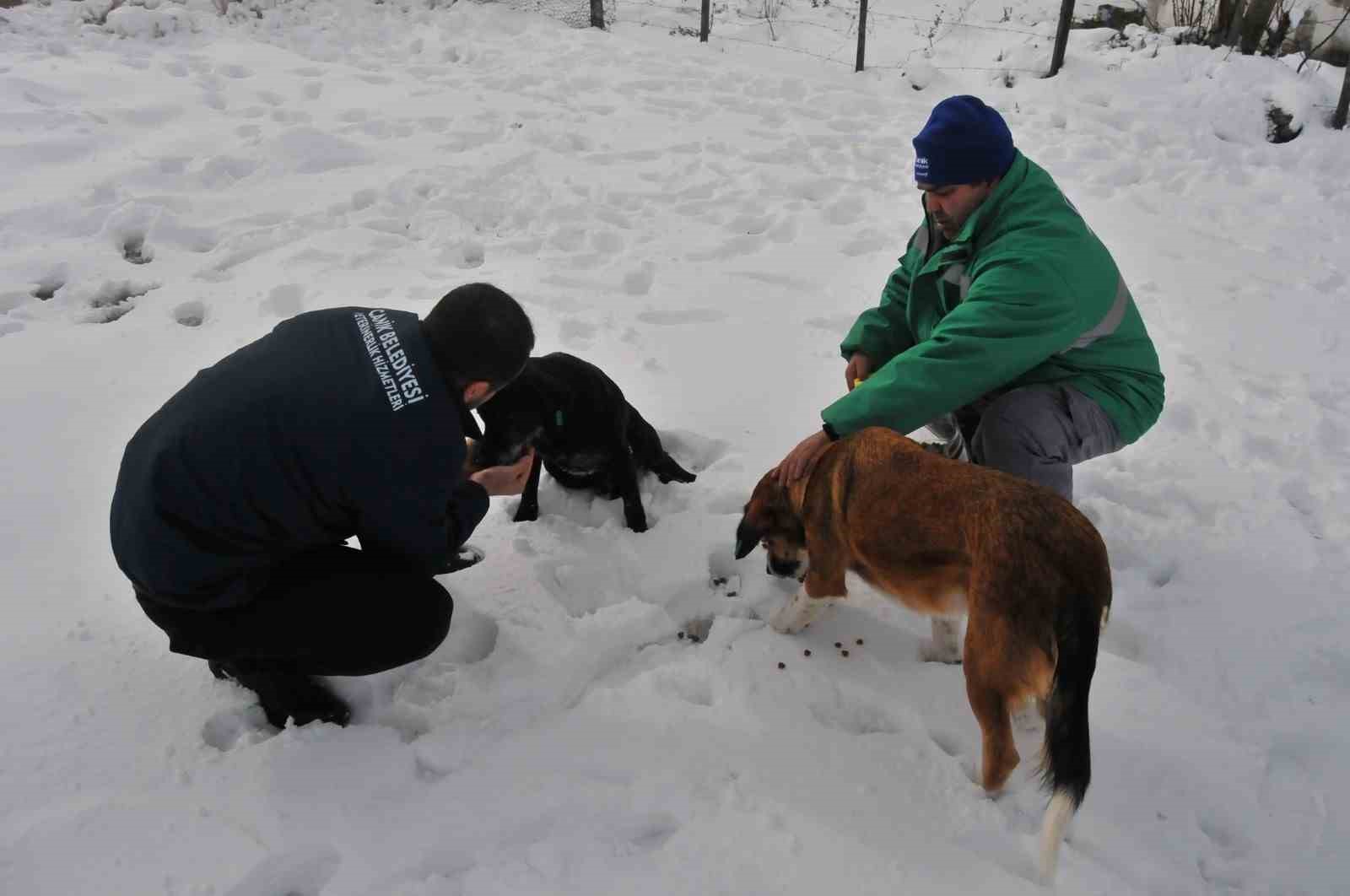 CANİK BELEDİYESİ ARAMA KURTARMA EKİPLERİ, KAR YAĞIŞININ ETKİLİ OLDUĞU İLÇEDE SOKAK HAYVANLARININ YİYECEK SIKINTISI YAŞAMAMASI İÇİN SEFERBER OLDU