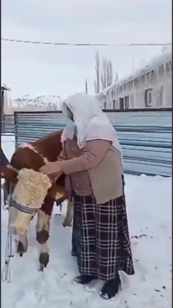 ERZURUM'DA 67 YAŞINDAKİ NAZİME KILIÇ İSİMLİ BİR NİNE, BESLEDİĞİ BOĞASINI SATARAK ELDE ETTİĞİ 23 BİN LİRAYI DEPREMZEDELERE GÖNDERDİ