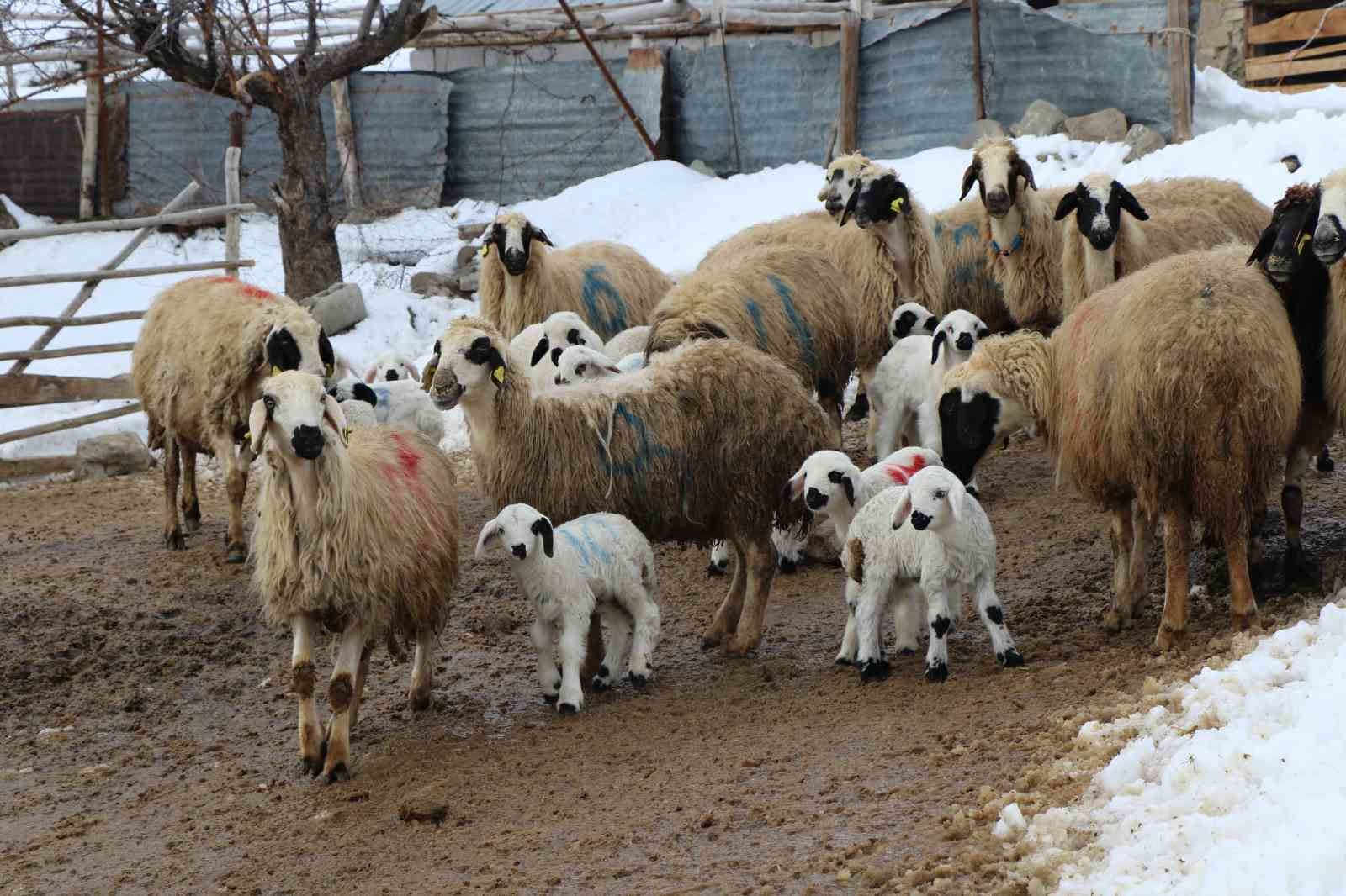 YAŞAM DEVAM EDİYOR. BAYBURT’TA KOYUNLARIN KUZULAMAYA BAŞLAMASIYLA AĞILLARDA TATLI BİR TELAŞ YAŞANIYOR