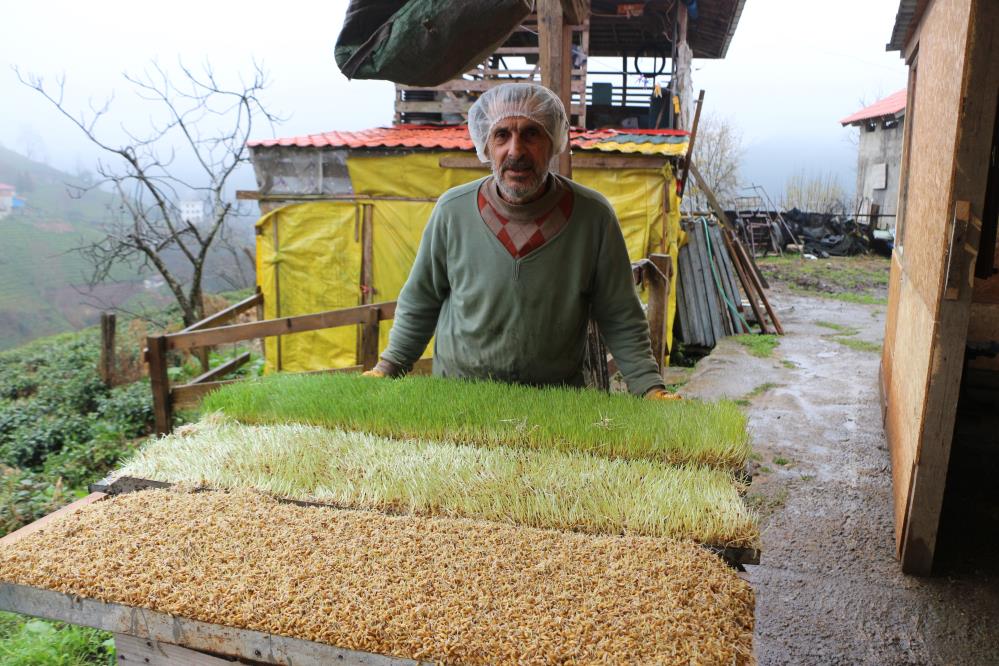 6 METREKARELİK ALANDA HAYVANLARI İÇİN YEM ÜRETİYOR. RİZE'DE EMEKLİ BEDEN EĞİTİMİ ÖĞRETMENİ RECEP KAYA HOBİ OLARAK BAŞLADIĞI HAYVANCILIĞI GELİŞTİREREK HAYVANLARI İÇİN ARPA HASILI ÜRETİYOR