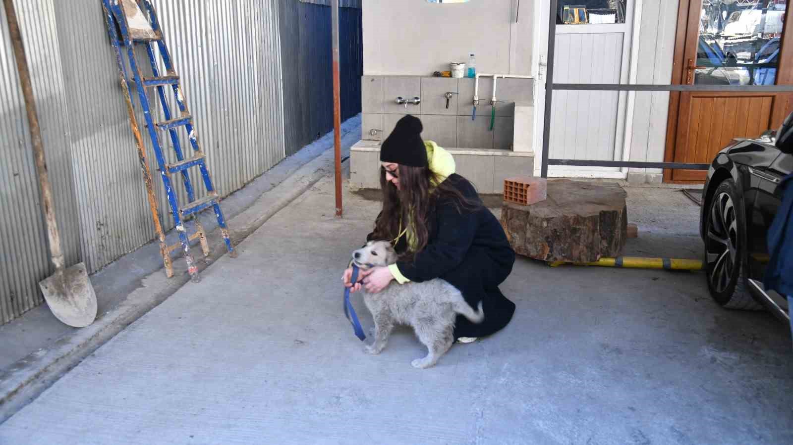 DEPREMDE ENKAZ ALTINDAN KURTARILAN KÖPEK TRABZON'DA SAHİPLENDİRİLDİ. ORTAHİSAR BELEDİYE BAŞKANI AHMET METİN GENÇ'İN HAREKETE GEÇMESİ İLE TRABZON'A GETİRİLEN KÖPEĞİ BÜŞRA BOĞUÇLU İSİMLİ HAYVANSEVER SAHİPLENDİ