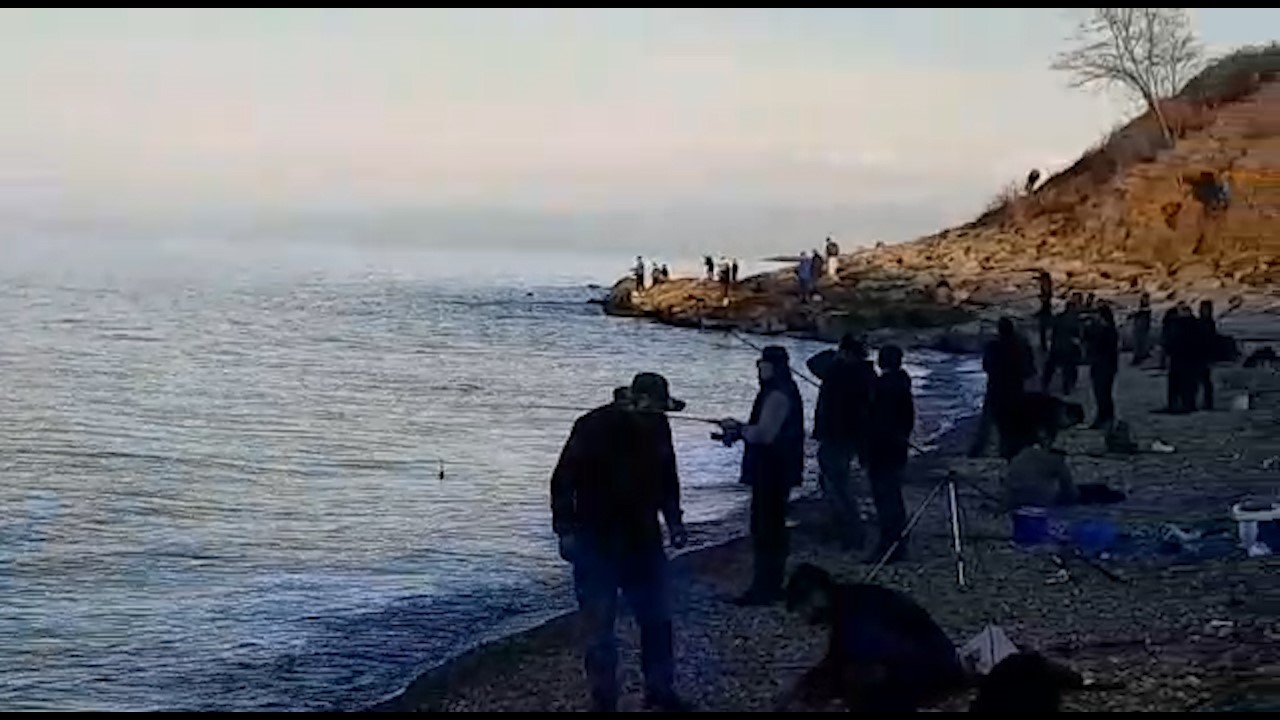 TRABZON'UN ARSİN İLÇESİ AÇIKLARINDAKİ BALIK KAFESLERİNİN BİLİNMEYEN BİR NEDENLE YIRTILMASI SONUCU KAFESTEN KAÇAN SOMONLAR HEM OLTA , HEM DE KIYI BALIKÇILARI TARAFINDAN TUTULURKEN, RİZE'DE TEZGAHLARDA YARI FİYATINA