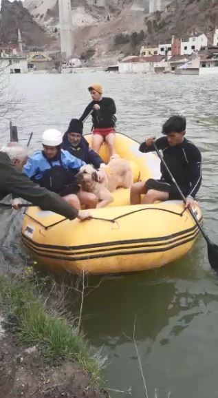 ARTVİN'İN YUSUFELİ İLÇESİNDE CADDE, SOKAK, EV VE İŞ YERLERİ SULAR ALTINDA KALDI. KARAYLA BAĞLANTISI KESİLEN BİNALARDA MAHSUR KALAN SAHİPSİZ SOKAK HAYVANLARI HAYVANSEVERLER EŞLİĞİNDE BOT YARDIMIYLA KURTARILDI