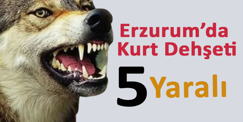 ERZURUM'UN TORTUM İLÇESİ KİREÇLİ MAHALLESİ'NE SABAH SAATLERİNDE KURT İNDİ. HAYVANLARINA YEM VERMEK İÇİN AHIRA GİDEN BİR KADINA VE ÇEVREDEKİ VATANDAŞLARA SALDIRAN KURT MAHALLEDE 5 KİŞİYİ YARALADI. KURT ETKİSİZ HALE