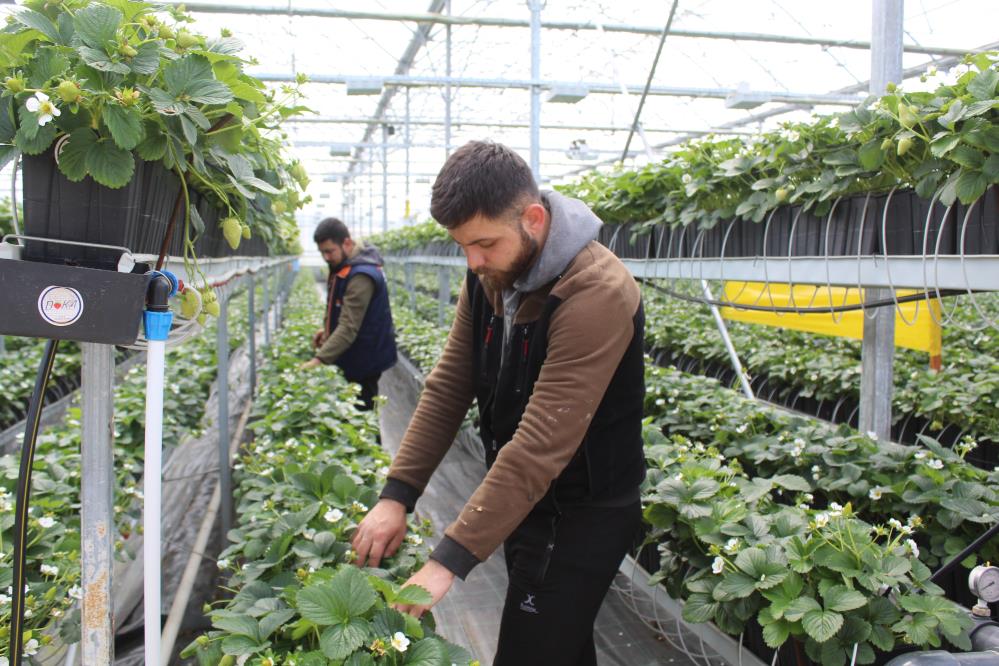 SİNOP'UN MERTOĞLU KÖYÜNDE KURULAN SERADA ÜRETİLEN TOPRAKSIZ ÇİLEKLER, DÜNYANIN BİRÇOK ÜLKESİNE İHRAÇ EDİLİYOR. 3 YILDIR FAALİYETTE OLAN SERADA YILLIK 100 TON ÜRETİM HEDEFLENİYOR