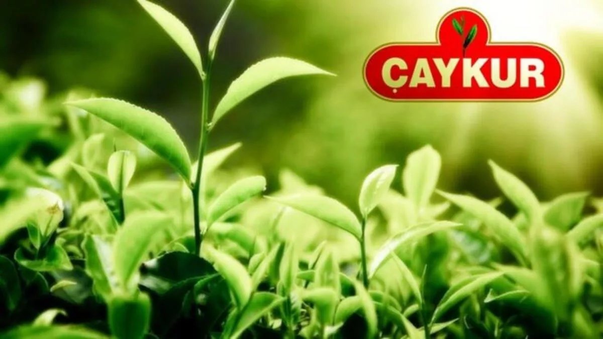 ÇAYKUR'UN RİZE , ARTVİN VE GİRESUN İLLERİNDEKİ FABRİKALARINDA İSTİHDAM EDİLMEK ÜZERE NOTER KURASI İLE İŞE ALINACAK 1365 GEÇİCİ İŞÇİ KURA ÇEKİMİ ÇAYTV'DE CANLI YAYINLANACAK