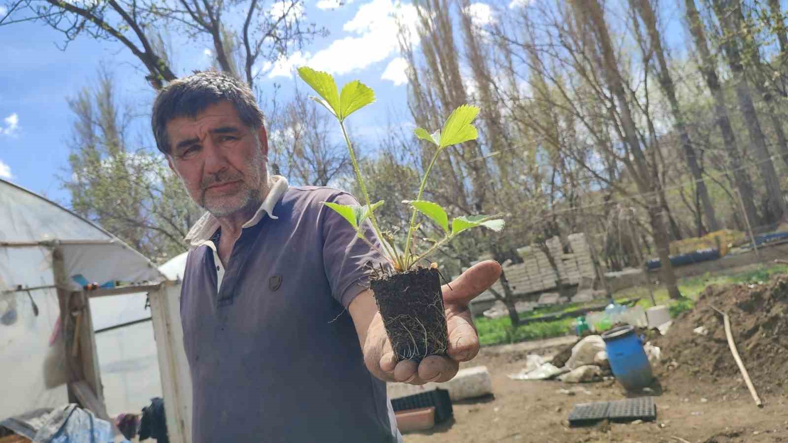 ERZURUM'UN UZUNDERE İLÇESİNDE YAŞAYAN YILDIRAY KARDAŞ, KENDİ BAHÇESİNDE AİLESİ İLE BİRLİKTE 300 BİN SEBZE FİDESİ ÜRETİYOR. KARDAŞ, ÜRETTİĞİ FİDELERİ TÜRKİYE'NİN HER YERİNE KARGO İLE GÖNDERİYOR