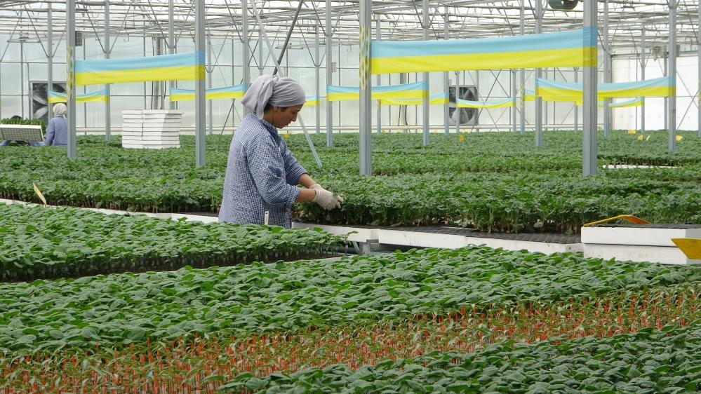 SAMSUN'UN BAFRA OVASI'NDA BULUNAN AŞILI SEBZE FİDE ÜRETİM TESİSİNDEN TÜRKİYE'NİN FİDE İHTİYACI KARŞILANIYOR. BURADA ÜRETİLEN MİLYONLARCA FİDE, AKDENİZ DAHİL BİRÇOK BÖLGEYE GÖNDERİLİYOR