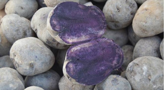 TARIM VE ORMAN BAKANLIĞINCA TESCİLLİ YERLİ "MOR PATATES" TOHUMUNUN, NİĞDE, NEVŞEHİR, KONYA, ADANA, SİVAS VE AKSARAY'IN ARDINDAN BU YIL DA SAMSUN'UN ALAÇAM İLÇESİ VİCİKLER MAHALLESİNDE İLK DENEME EKİMİ YAP