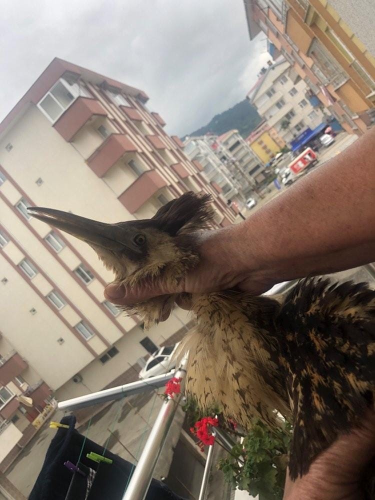 NESLİ TÜKENMEKTE OLAN ’BALABAN KUŞU’ ARHAVİ’DE ORTAYA ÇIKTI. ARTVİN'İN ARHAVİ İLÇESİNDE DÜNYADA NESLİ TÜKENMEKTE OLAN KUŞLAR LİSTESİNDE YER ALAN BALABAN KUŞU GÖRÜLDÜ