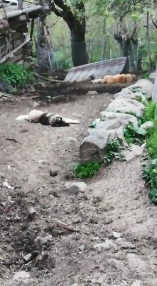 ARTVİN'İN ŞAVŞAT İLÇESİNDE AĞILA GİREN AYI 20 KÜÇÜKBAŞI TELEF EDERKEN 45 KÜÇÜKBAŞ HAYVANI İSE YARALADI