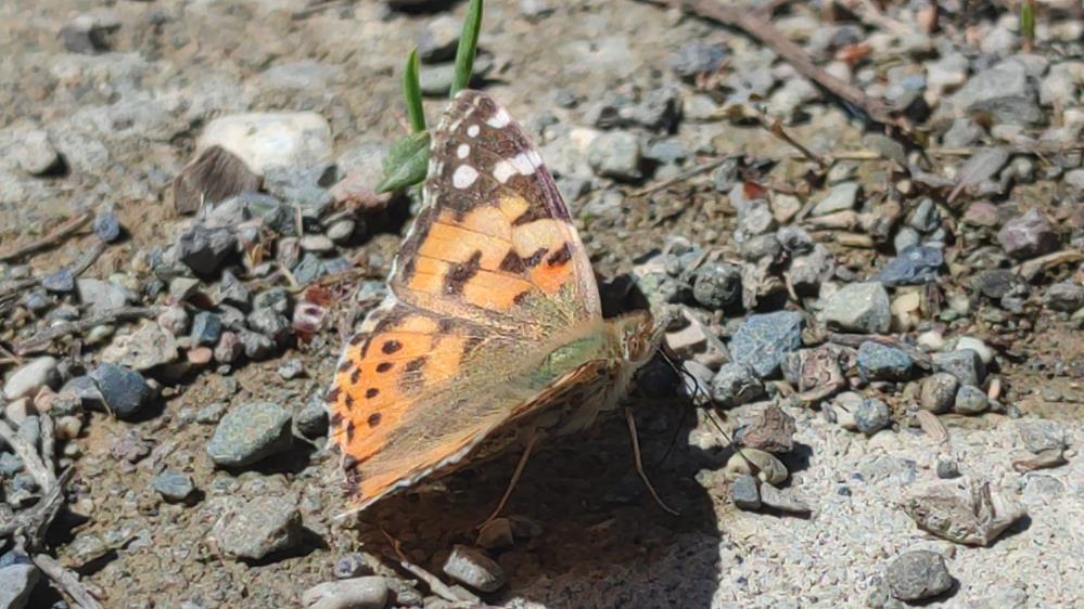 NADİREN RASTLANAN KELEBEK GÖÇÜ, ERZURUM'UN UZUNDERE İLÇESİNDE GÖRÜNTÜLENDİ. 3 GÜNDÜR DEVAM EDEN GÖÇ GÖRSEL ŞÖLEN OLUŞTURDU