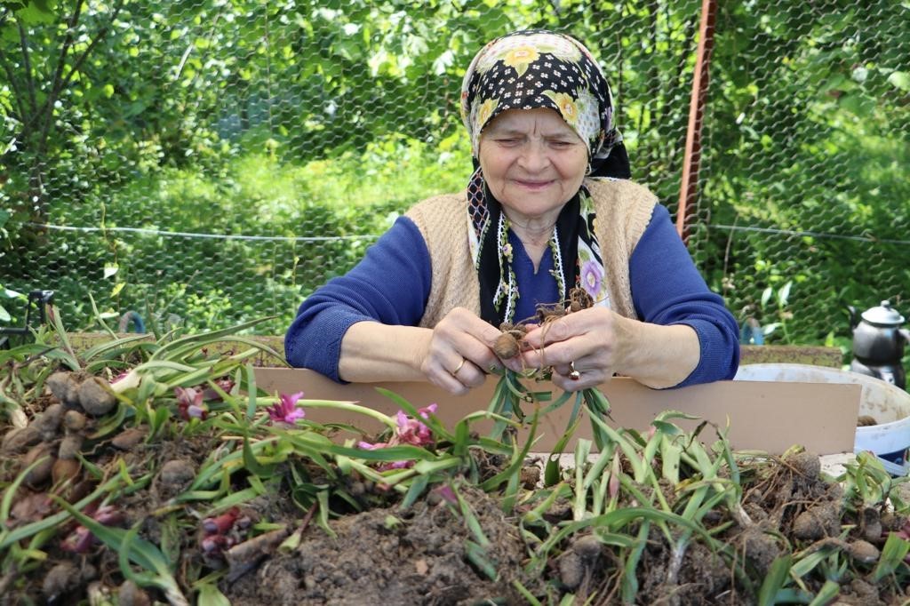 ORDU BÜYÜKŞEHİR BELEDİYESİ TARAFINDAN 2020 YILINDA ÜRETİCİLERE EK GELİR GETİRMESİ AMACIYLA 2 ÜRETİCİ İLE ÜRETİME BAŞLANAN SALEP EKİMİNDE ARADAN GEÇEN 3 YILLIK SÜRE İÇERİSİNDE ÜRETİCİ SAYISI 64'E ÇIKTI