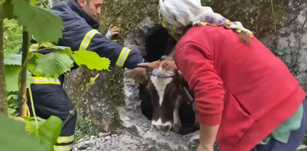 ORDU'DA DÜŞTÜĞÜ BOŞ SU DEPOSUNDA SIKIŞAN İNEK, İTFAİYE EKİPLERİ TARAFINDAN YAKLAŞIK 2 SAAT SÜREN ÇALIŞMANIN ARDINDAN KURTARILDI