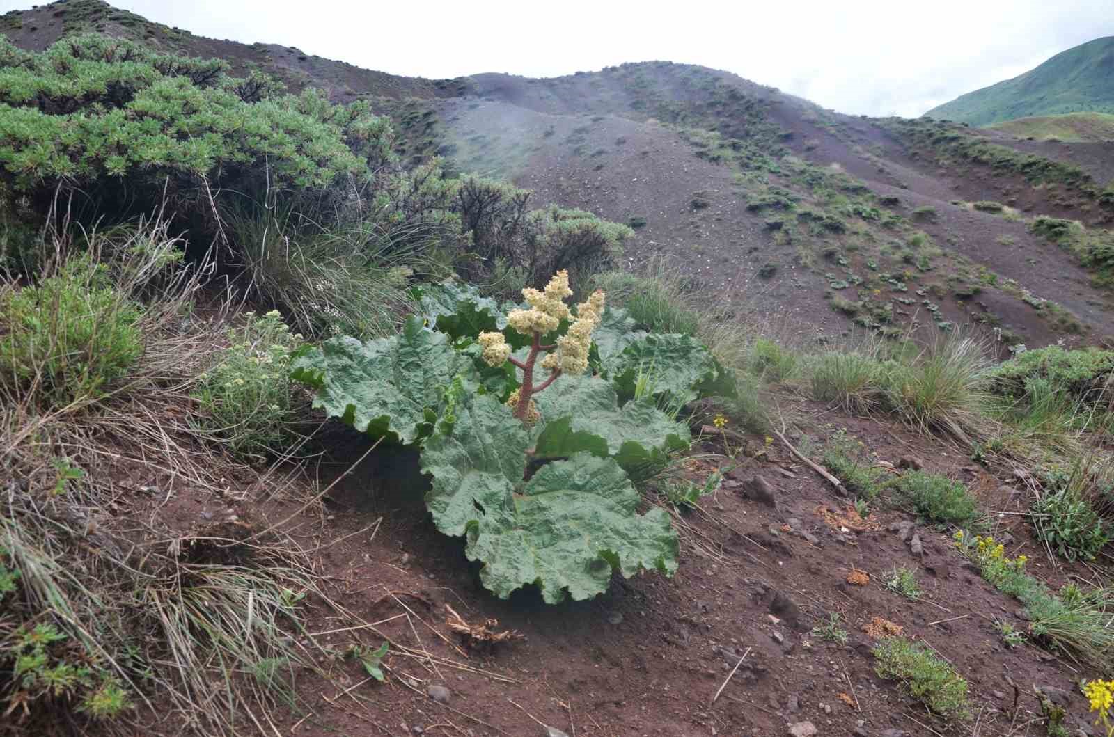 HALK ARASINDA EŞGİN, UÇKUN YA DA IŞGIN OLARAK BİLENEN BİTKİ TEZGÂHLARDA KENDİNİ GÖSTERMEYE BAŞLADI.EŞGİN TEZGÂHLARDA DEMETİ 30 LİRA’DAN SATILIYOR
