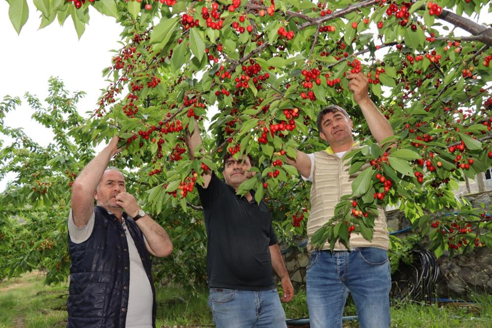 ERZURUMLU GİRİŞİMCİ MUSTAFA GÜNGÖR, DEVLET DESTEĞİ İLE HAYALİNİ KURDUĞU KİRAZ BAHÇESİNE KAVUŞTU.YILDA 7 TON KİRAZ ÜRETEN GÜNGÖR , BÖLGENİN KİRAZ İHTİYACINI KARŞILIYOR