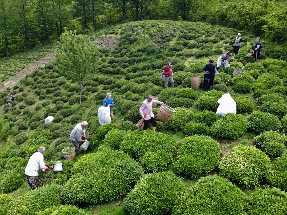 ORDU'DA, FINDIĞIN YANINDA ALTERNATİF OLARAK ÜRETİMİ SÜRDÜRÜLEN "ÇAY" OLUMSUZ HAVA ŞARTLARI NEDENİYLE HASAD YENİ BAŞLADI