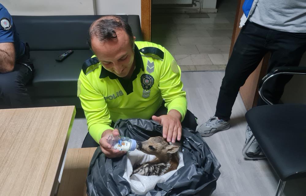 ORDU'NUN İKİZCE İLÇESİNDE VATANDAŞLAR TARAFINDAN BULUNAN YARALI YAVRU KARACAYA POLİS EKİPLERİ SAHİP ÇIKTI