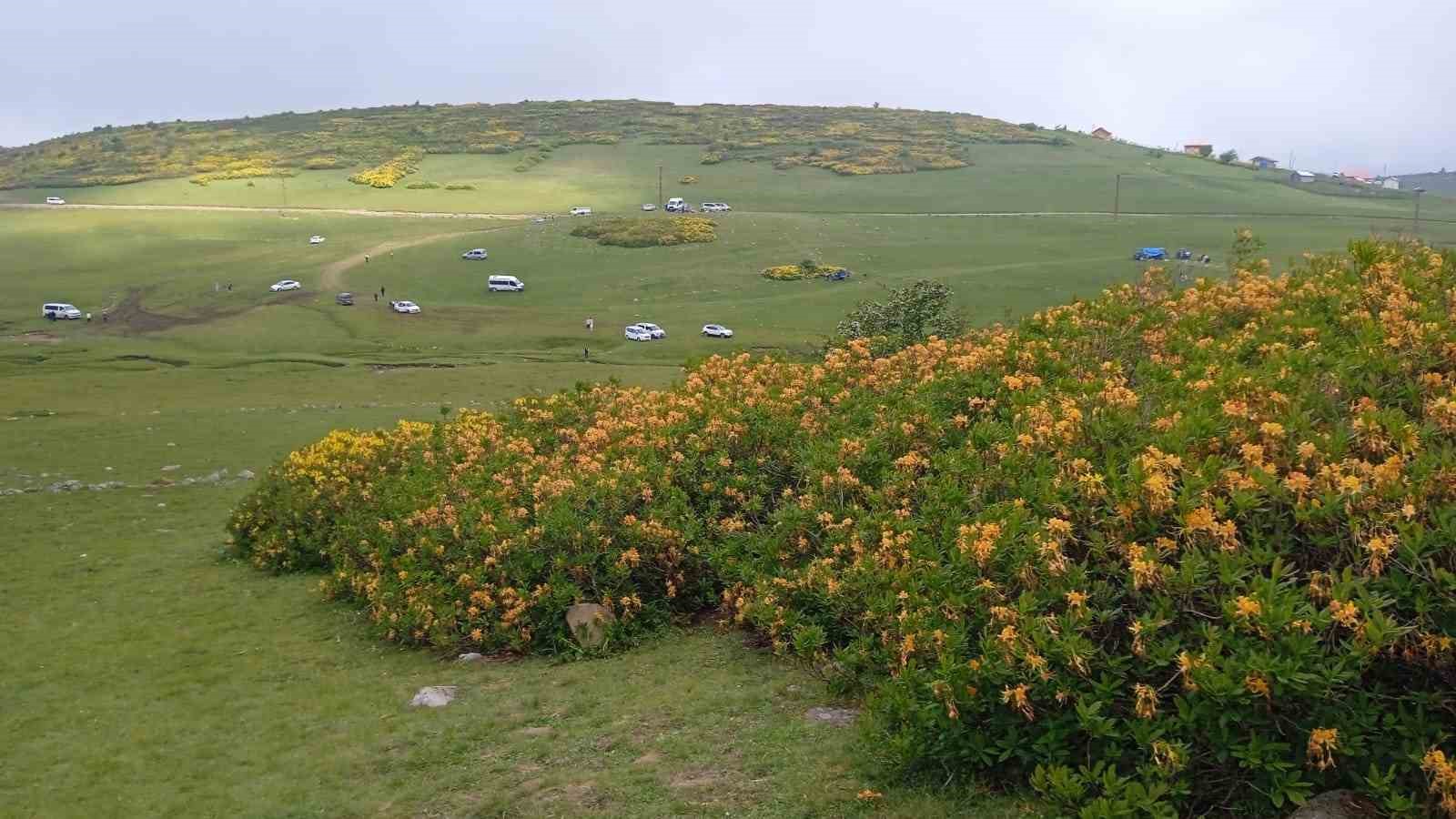 ORDU'NUN YÜKSEK KESİMLERİNDEKİ YAYLALARDA YETİŞEN SARI RENKTEKİ ORMAN GÜLLERİ, YAYLALARIN GÜZELLİKLERİNE GÜZELLİK KATTI