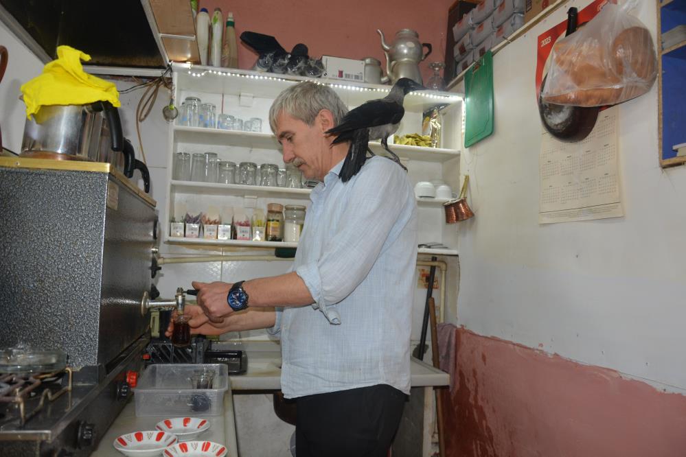 ORDU'NUN ÜNYE İLÇESİNDE YAŞAYAN ADEM KAYA'NIN YARALI HALDE BULDUĞU VE 2 AYDIR GÖZÜ GİBİ BAKTIĞI YAVRU KARGA, İŞLETTİĞİ ÇAY OCAĞININ MASKOTU HALİNE GELDİ