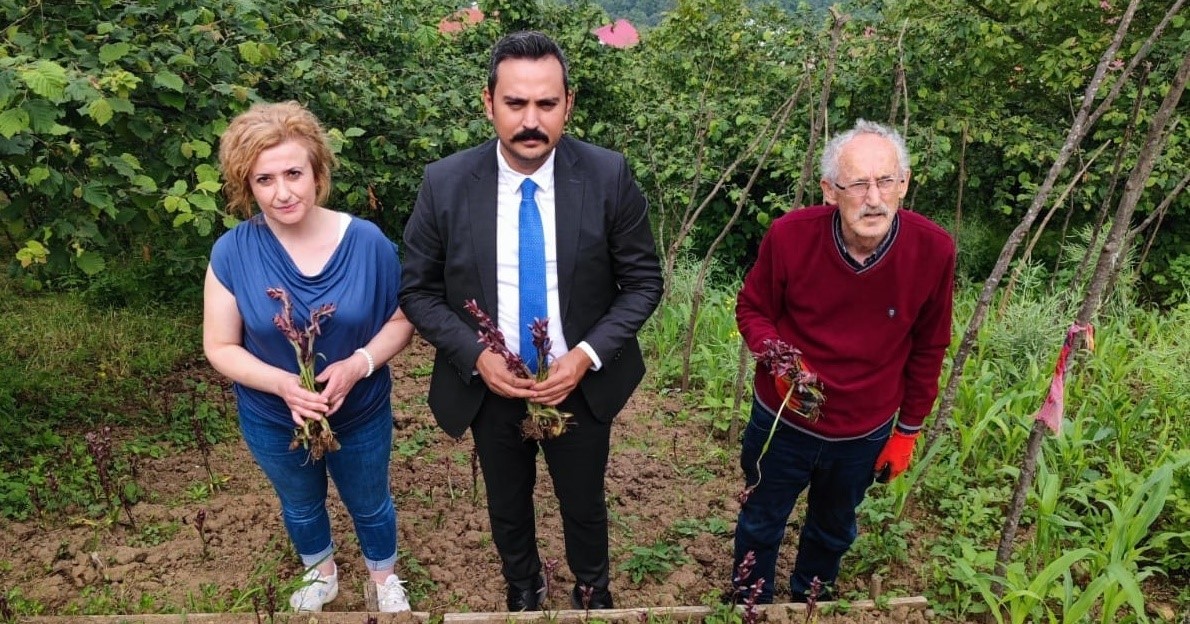 TRABZON'UN ŞALPAZARI İLÇESİNDE 2020 YILINDA FINDIĞA ALTERNATİF GELİR KAYNAĞI OLUŞTURMAK AMACIYLA DİKİLEN SALEP FİDELERİNDEN İLK HASAT YAPILDI