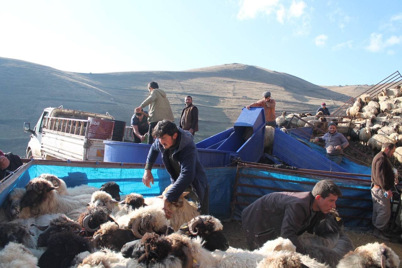 BAYBURT'TA "KÜÇÜKBAŞ HAYVANCILIKTA PARAZİT MÜCADELESİ" ÇALIŞMALARI ÇERÇEVESİNDE 3 BİNE YAKIN KOYUN, MOBİL KOYUN YIKAMA MAKİNELERİNDE YIKANIP, TEMİZLENEREK İLAÇLANDI