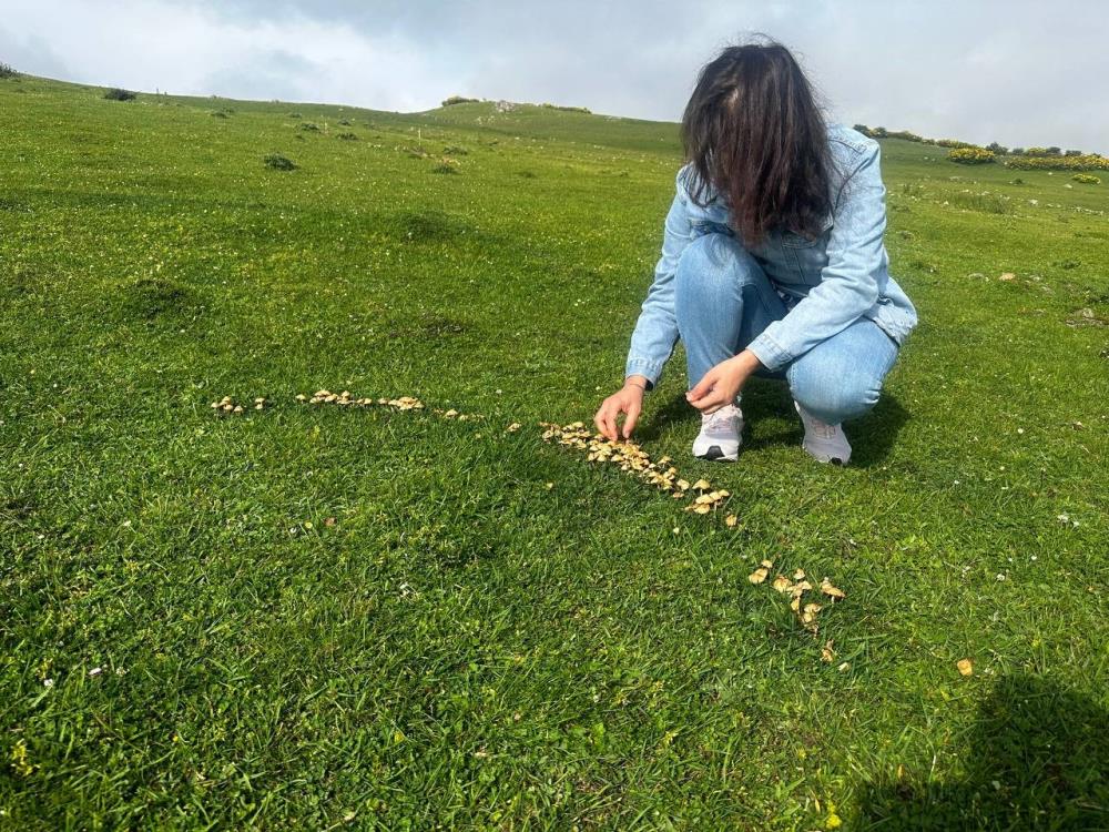 ORDU'NUN AYBASTI İLÇESİNDEKİ PERŞEMBE YAYLASI, MANTAR TOPLAMAK İSTEYENLERİ AĞIRLIYOR. GIDA MÜHENDİSLERİ, MANTARLARIN ZEHİRLİ OLABİLECEĞİNİ BELİRTEREK, İNSANLARIN BİLMEDİKLERİ MANTARLARI YEMEMESİ GEREKTİĞİNİ BELİRTİYOR