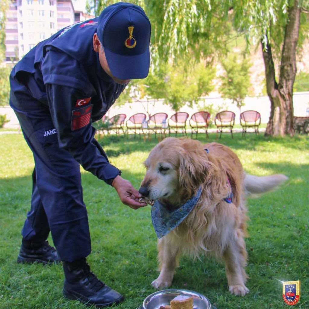GÜMÜŞHANE'DE İL JANDARMA KOMUTANLIĞI EMRİNDE GÖREV YAPAN UYUŞTURUCU ARAMA KÖPEĞİ "ALTIN" YAŞ PASTA KESİLEREK EMEKLİ EDİLDİ