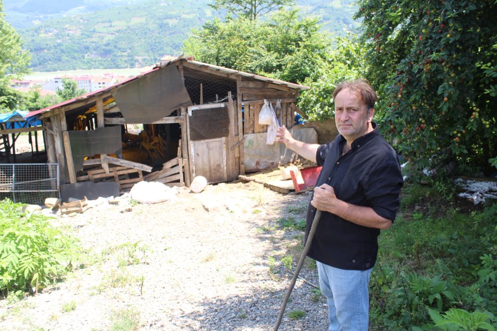 SAMSUN'UN AYVACIK İLÇESİNİ MESKEN TUTAN YABANİ KURTLAR, 350'DEN FAZLA KOYUNU TELEF ETTİ