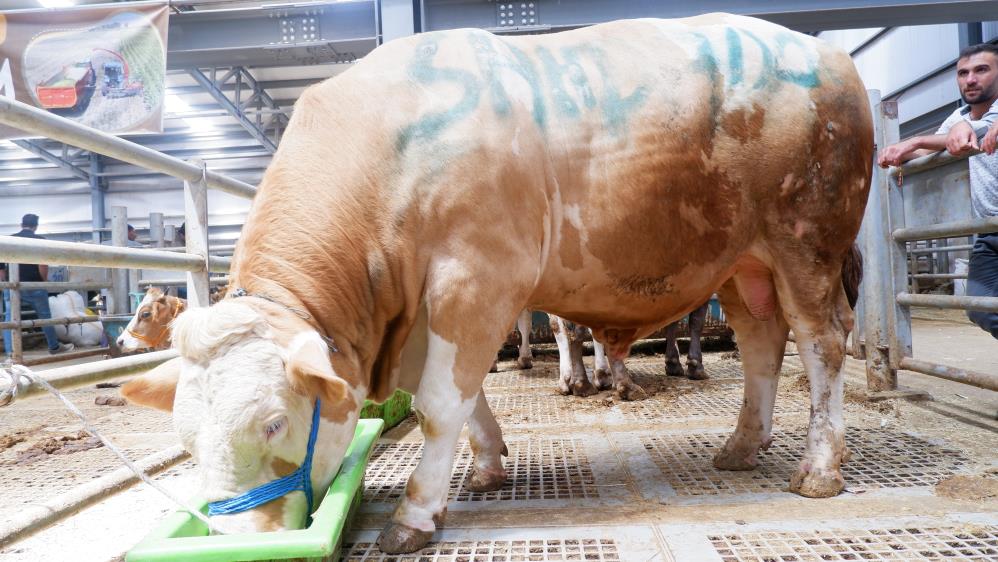 AVRUPA'NIN EN BÜYÜK CANLI HAYVAN PAZARI OLAN DOĞU ANADOLU CANLI HAYVAN PAZARI'NDA 4 YAŞINDAKİ ŞAHDADAŞ HERKESİN İLGİ ODAĞI OLDU. 1 TON 200 KİLOLUK "ŞAHDADAŞ" İSİMLİ TOSUN ALICISINI BEKLİYOR