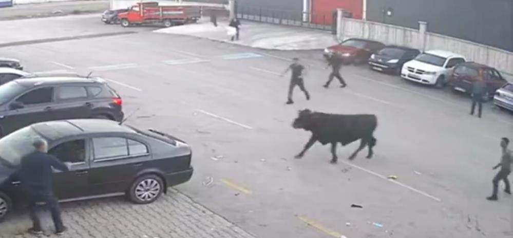 TÜRKİYE'DE KURBAN BAYRAMI'NIN KLASİKLERİNDEN BİRİSİ HALİNE GELEN KURBANLARIN KAÇIŞ GÖRÜNTÜLERİ ERZURUM'DA DA YAŞANDI