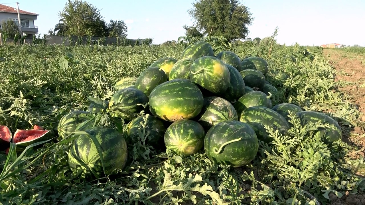 BAFRA KARPUZU RAFLARA YERİNİ ALMAYA BAŞLADI. SAMSUN'UN BAFRA İLÇESİNDE YAKLAŞIK 20 BİN DEKAR ALANDA EKİMİ YAPILAN KARPUZ, ÜRETİCİNİN YÜZÜNÜ GÜLDÜRÜYOR